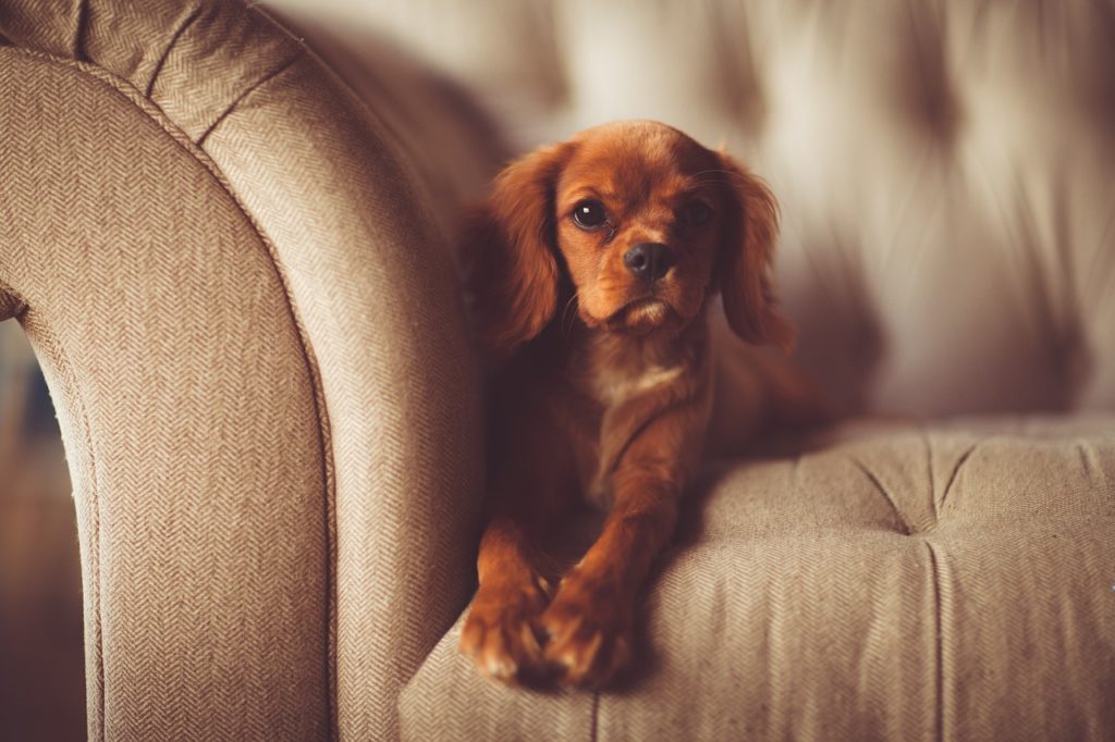 Petit chien installé sur un canapé en tissu